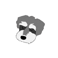 Mini Schnauzer Sticker