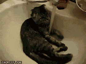 cat sink GIF by Cheezburger