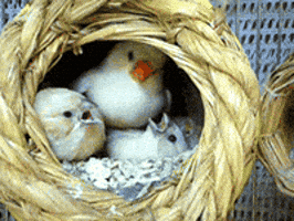 robyngknapp giphyupload منصة دلتا GIF