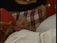 Wakeup GIF