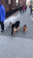 These Dogs Get Around With a Little Help From Their Friend