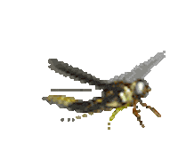 animations bug STICKER