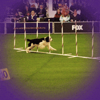dog GIF by Westminster Kennel Club