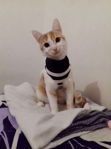 gatitabailando