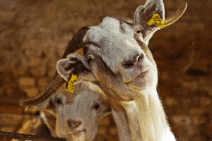 GIF by Random Goat