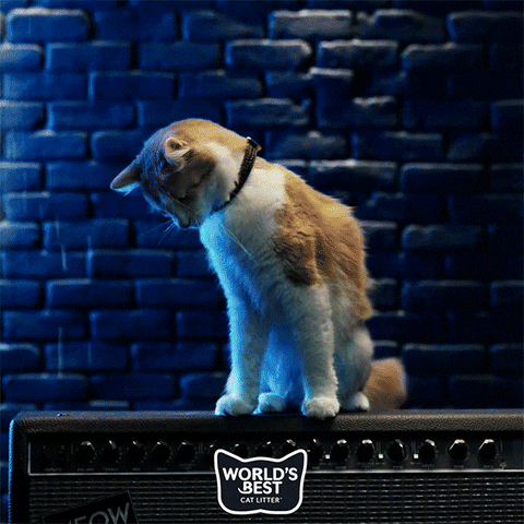 Destroy Rock And Roll GIF by Worlds Best Cat Litter