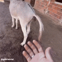 Poop Throwing GIF