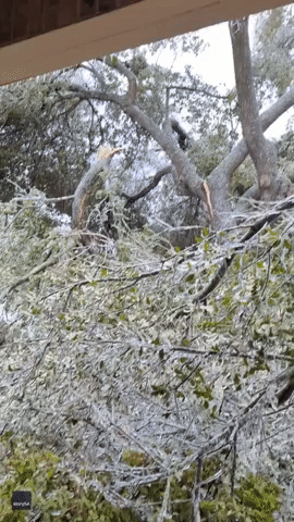Branches Snap From Oak Tree During Freezing Weather in Texas