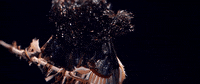 nuclear blast recordings GIF by Sepultura