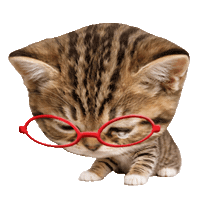 Sad Cat Sticker