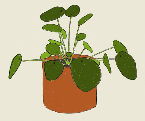 laletuncbilek giphyupload animation drawing plant GIF