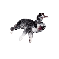 Best Friends Dogs Sticker by The Siciliano Group