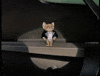 bow down tom and jerry GIF