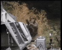 battle for endor wicket GIF by mdleone
