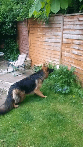 Puppy Investigates Garden Intruder