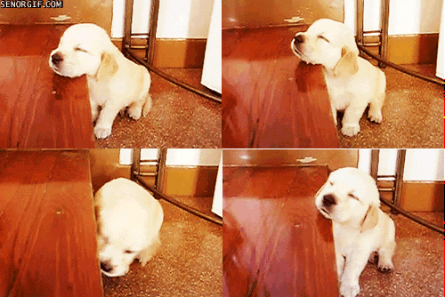 tired dog GIF by Cheezburger