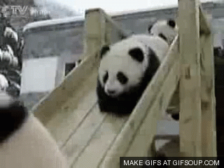 baby panda GIF