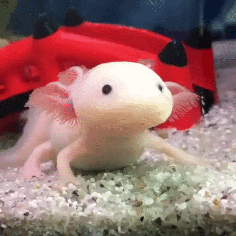 Chomp Axolotl GIF