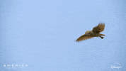 Fly America GIF by Nat Geo Wild