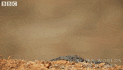 Lizard Running GIF by BBC Earth