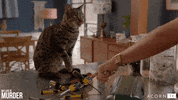 acorn-tv cat kitten acorn tv acorn GIF