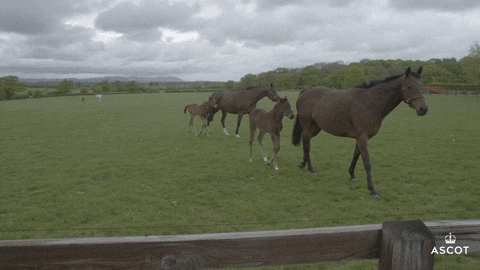 AscotRacecourse giphyupload omg baby spooky GIF
