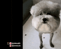 Dog Statement GIF