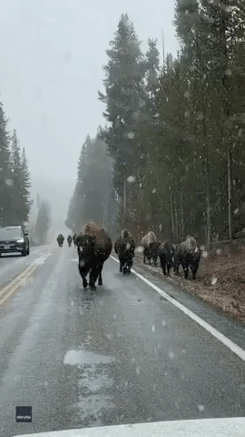 'Pick a Lane, Buddy!': Herd of Bison Halt Traffic in Yellowstone