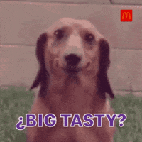 Dogs Puppy GIF by McDonald's Panamá