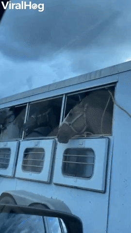 Happy Horse’s Lips Flapping in the Breeze