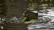 Pbs Nature Beaver GIF by Nature on PBS