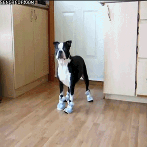 best of week dog GIF by Cheezburger