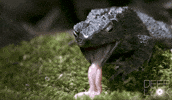 GIF by KQEDScience