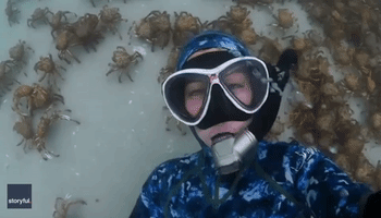 Giant Spider Crabs Make Perfect Backdrop for Diver