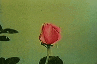 flowers GIF
