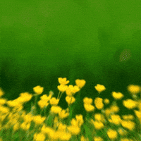 Easter Bunny GIF by TeaCosyFolk