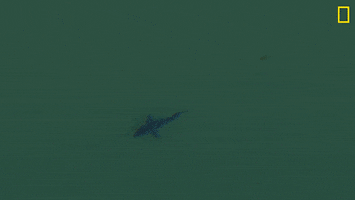 Nat Geo Omg GIF by National Geographic Channel