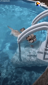 Dog GIF by The Dodo