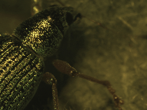 Lab Insect GIF by Ansel Oommen, EDAC, MLS(ASCP)CM