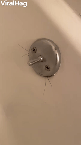 New Apartment Has Some Unexpected Tenants