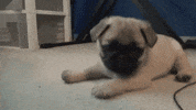 happy funny dog GIF