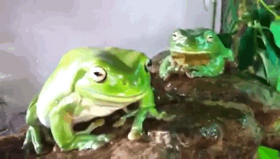 animal s frog GIF