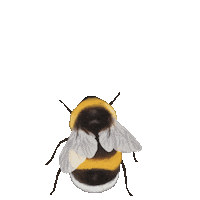 jillibe bee bug insect buzz Sticker