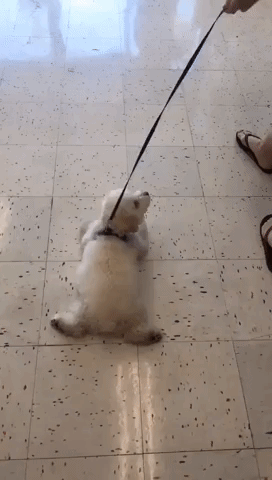 Lazy Puppy Loves the Feeling of Cool Tiles on His Belly