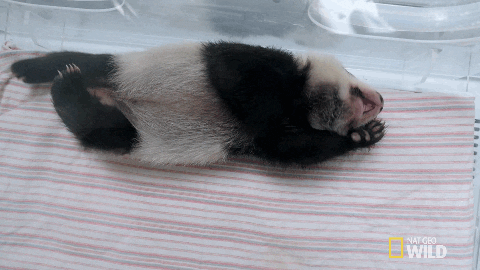 panda GIF by Nat Geo Wild 