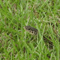 Mosesthebrozes giphygifmaker snake snake in the grass what a snake GIF