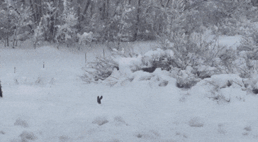 Deer Wades Through Neck-Deep Colorado Snow