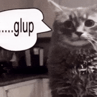 Funny Cat Gulp GIF