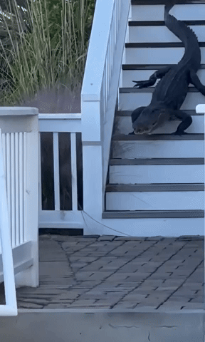 Alligator Strolls Down Front Steps