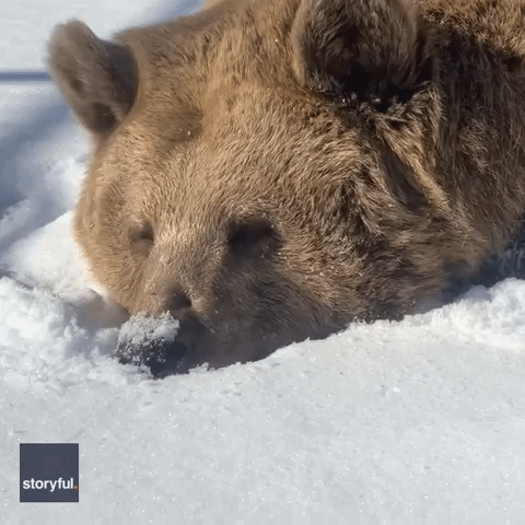 Jenny the bear tests the snow